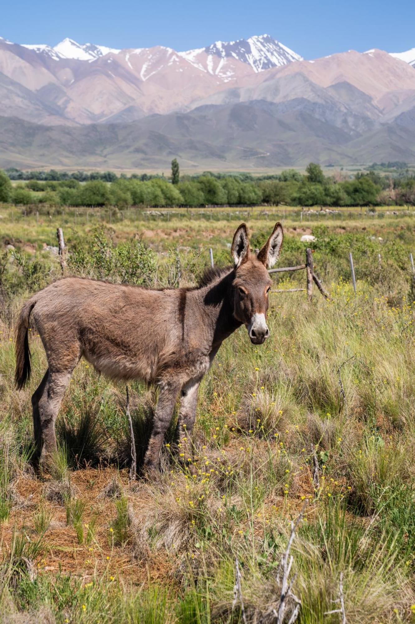 Rancho Adobe Eco Hotel Tupungato Eksteriør billede